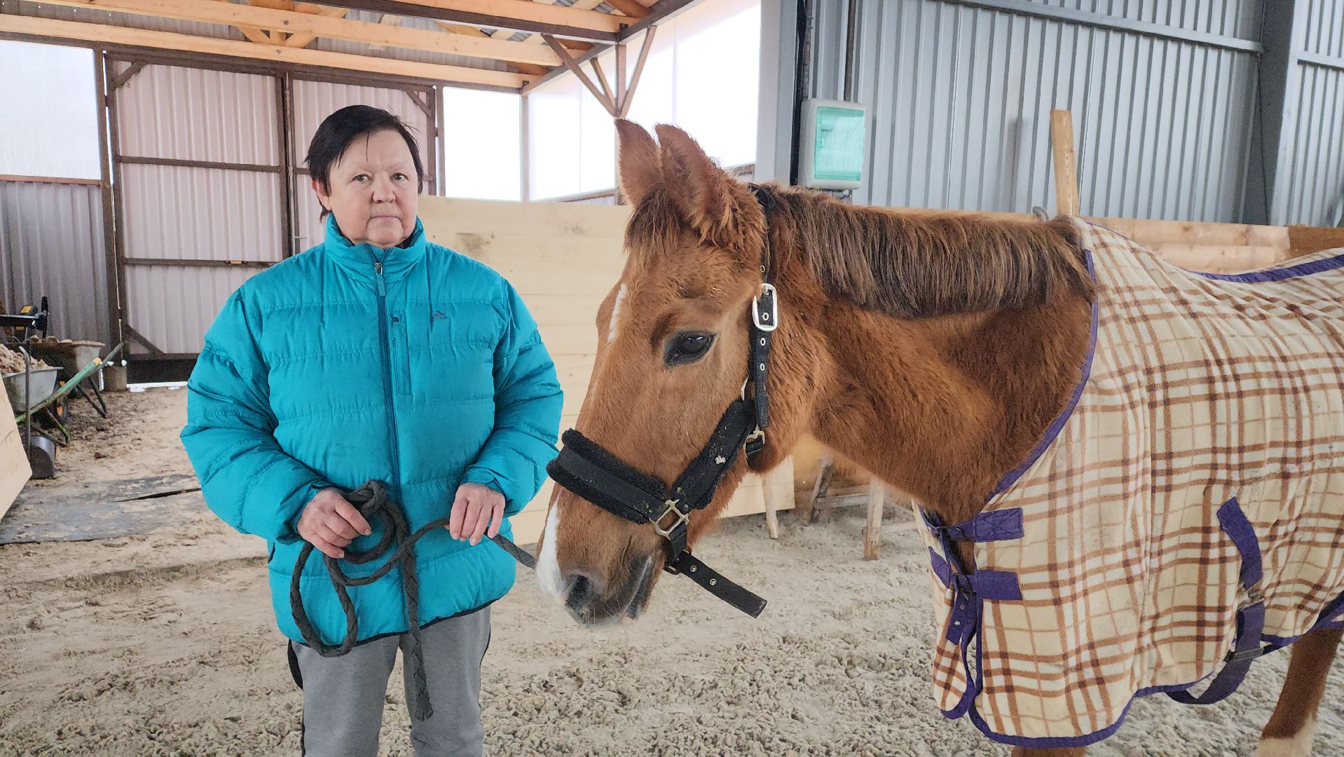 пушкинский, конный клуб, лошадь, спасение животных, спасение жизни, волонтерская помощь,