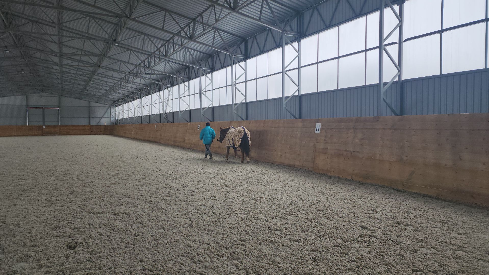 пушкинский, конный клуб, лошадь, спасение животных, спасение жизни, волонтерская помощь,