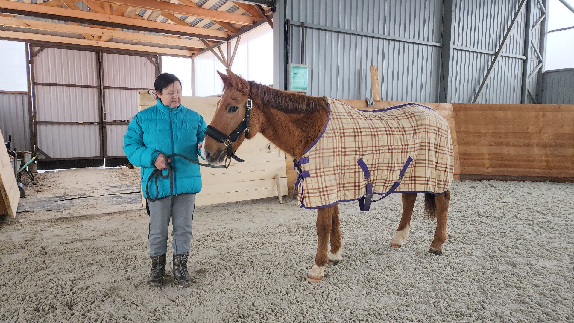 пушкинский, конный клуб, лошадь, спасение животных, спасение жизни, волонтерская помощь,
