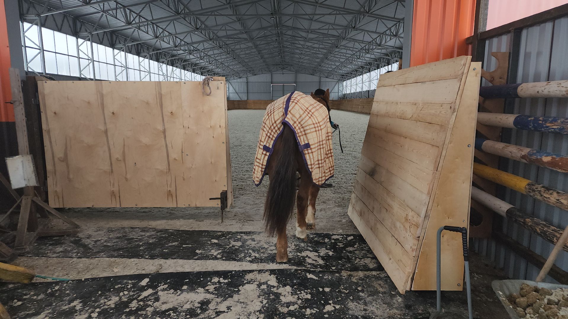 пушкинский, конный клуб, лошадь, спасение животных, спасение жизни, волонтерская помощь,