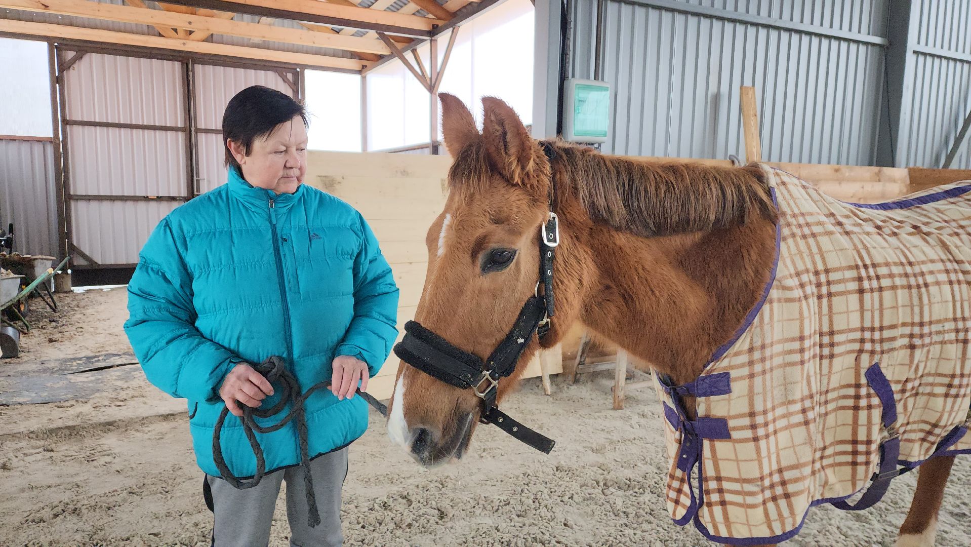 пушкинский, конный клуб, лошадь, спасение животных, спасение жизни, волонтерская помощь,