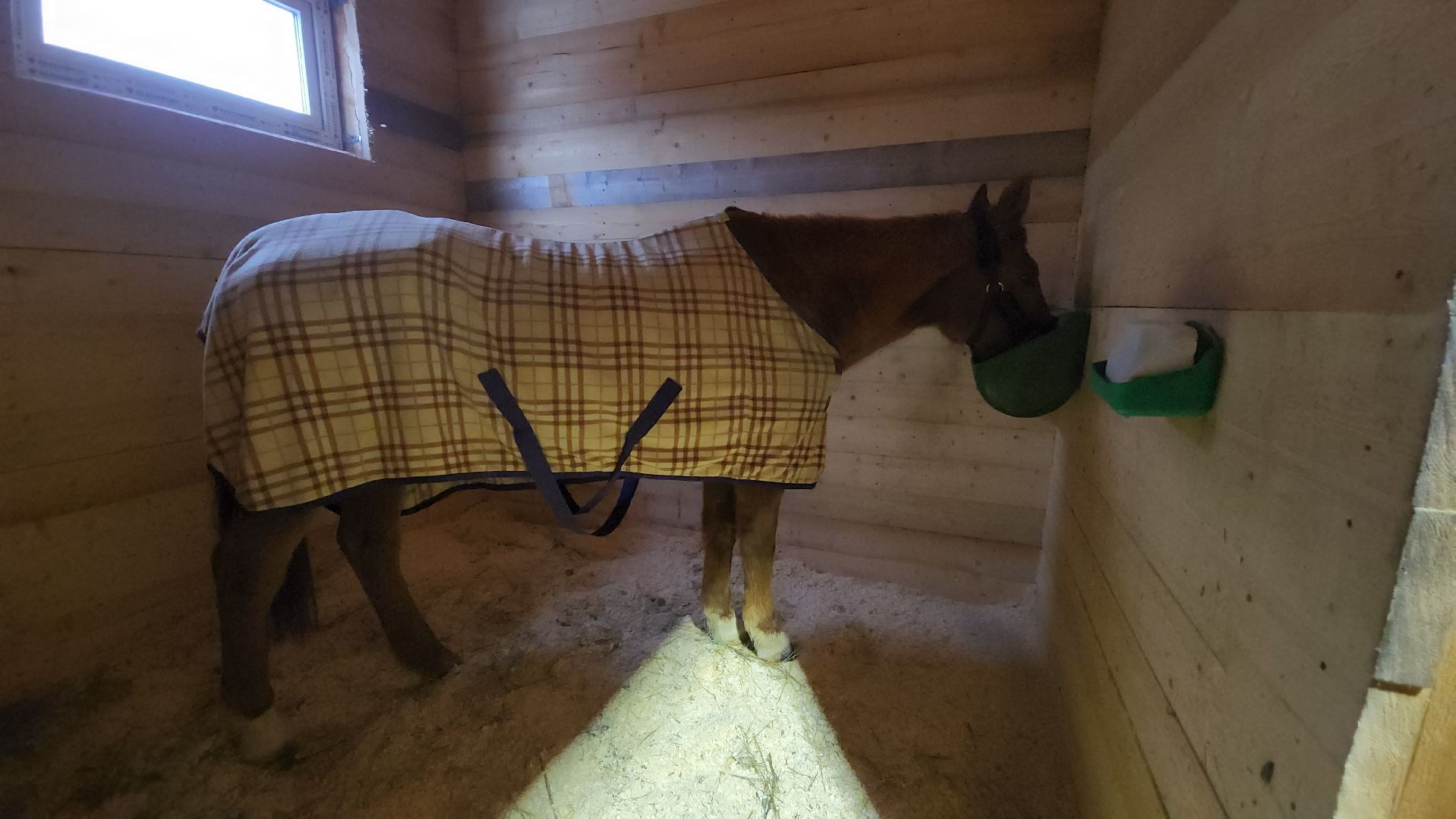 пушкинский, конный клуб, лошадь, спасение животных, спасение жизни, волонтерская помощь,