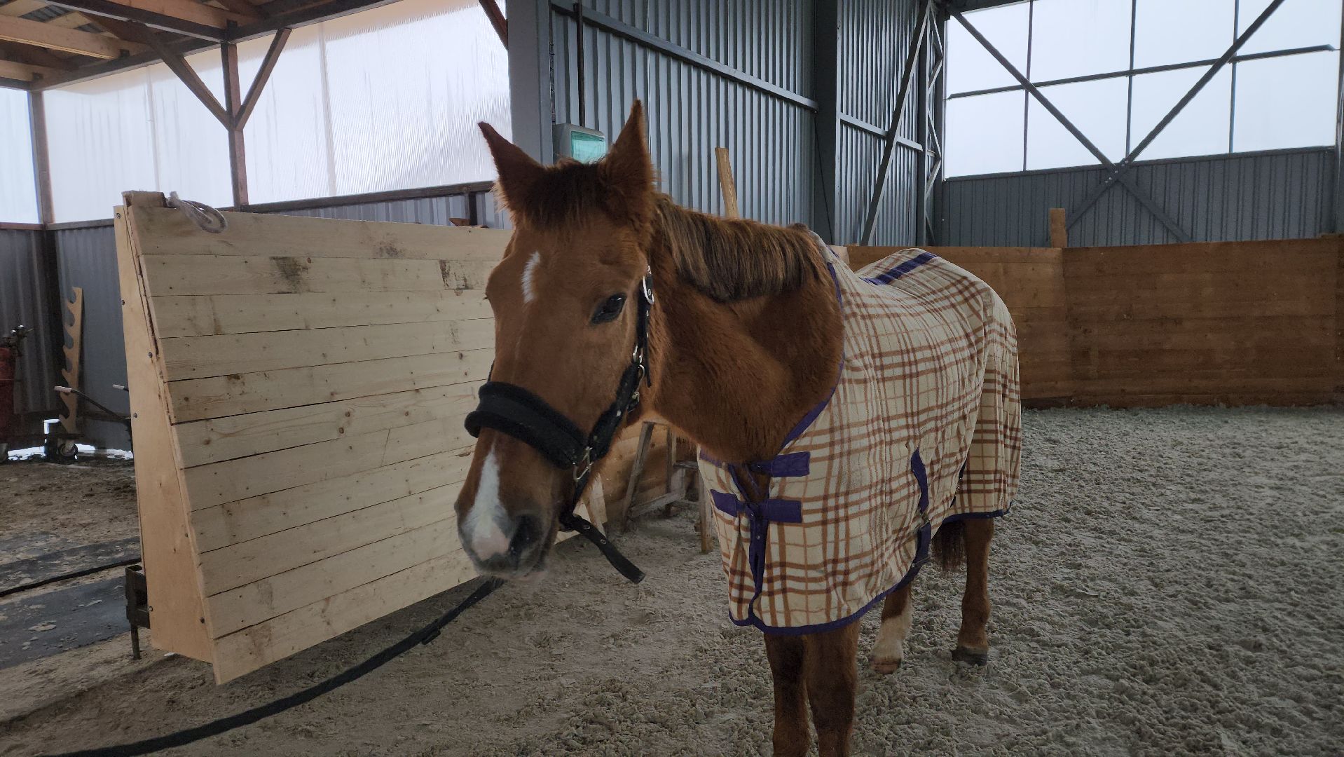 пушкинский, конный клуб, лошадь, спасение животных, спасение жизни, волонтерская помощь,