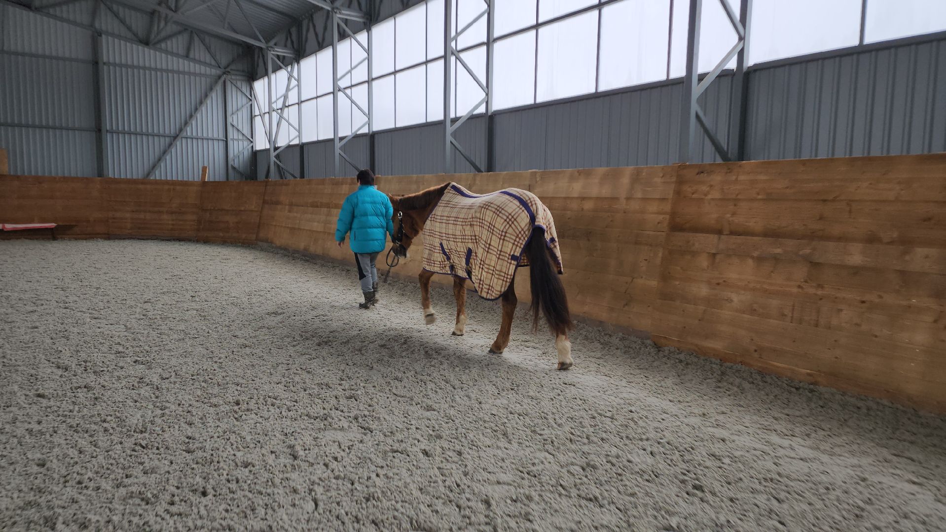 пушкинский, конный клуб, лошадь, спасение животных, спасение жизни, волонтерская помощь,