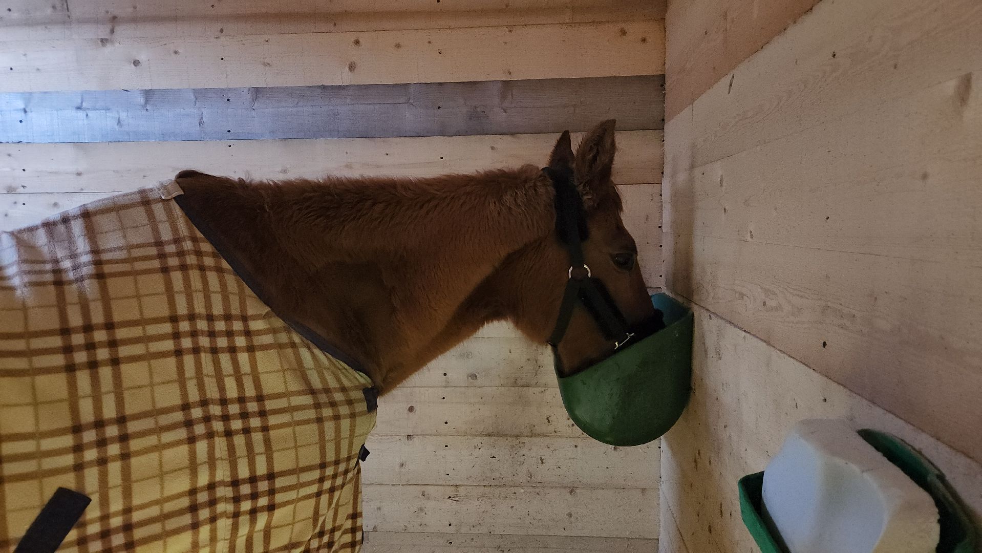 пушкинский, конный клуб, лошадь, спасение животных, спасение жизни, волонтерская помощь,