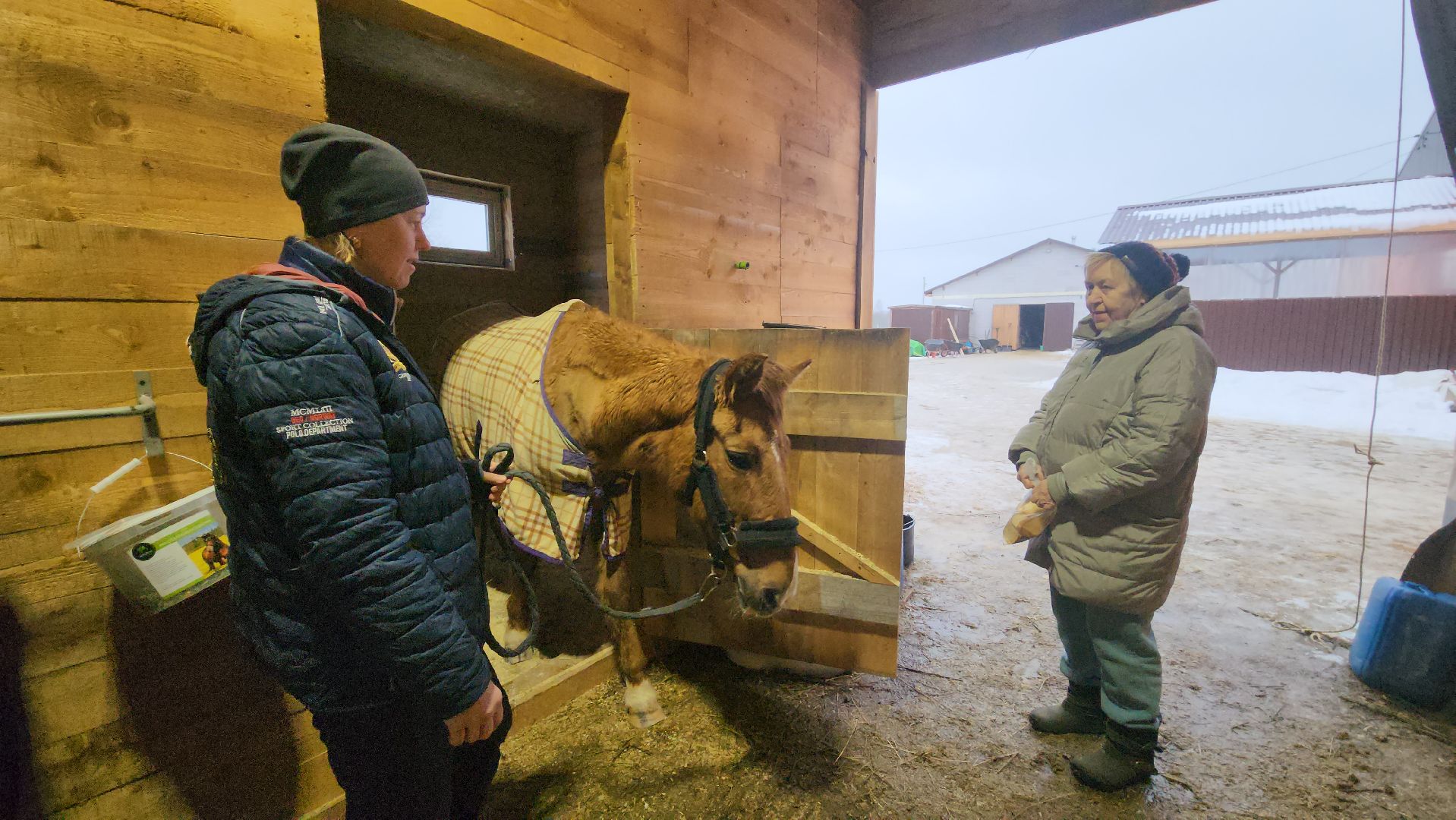 пушкинский, конный клуб, лошадь, спасение животных, спасение жизни, волонтерская помощь,