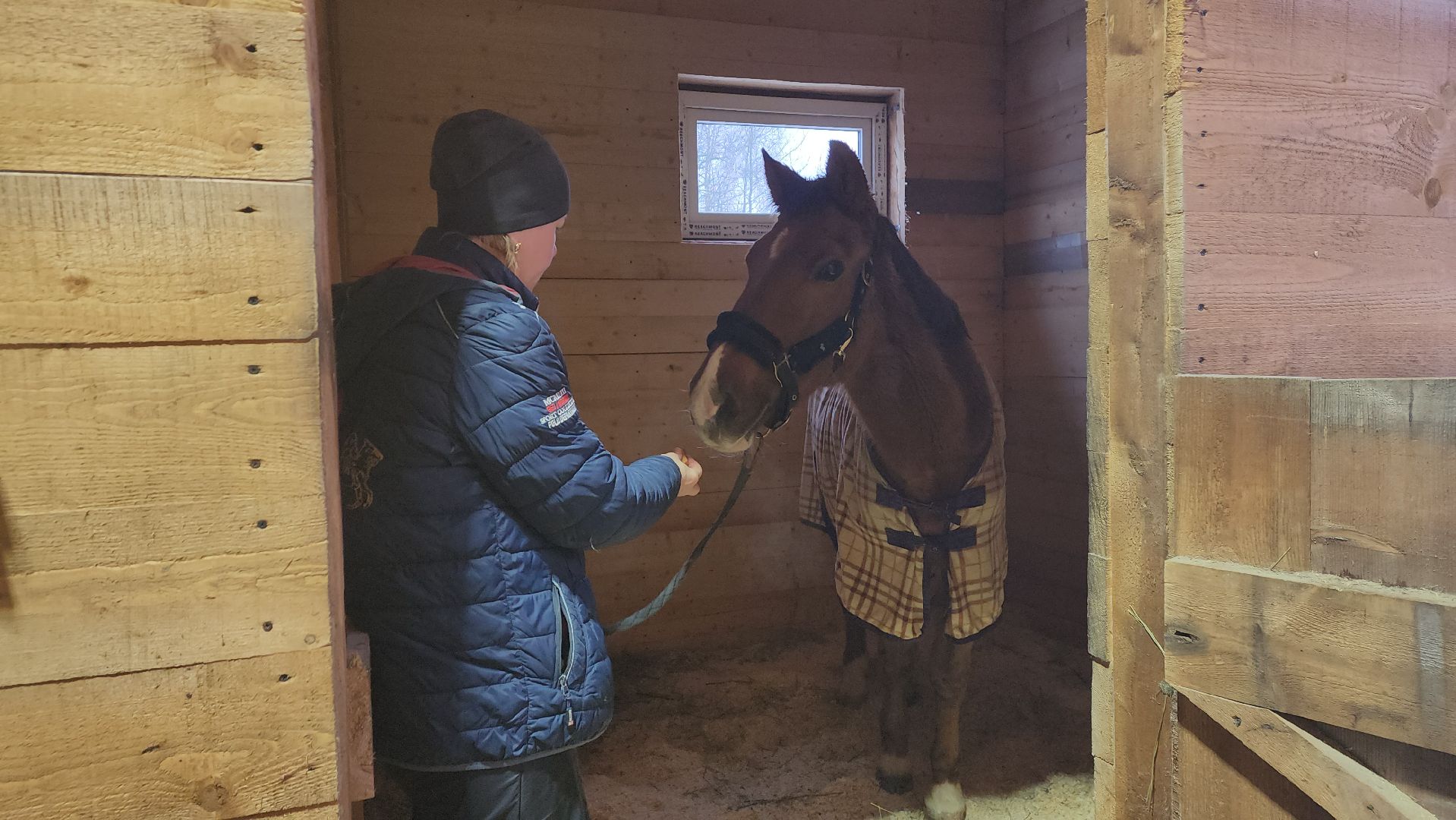 пушкинский, конный клуб, лошадь, спасение животных, спасение жизни, волонтерская помощь,