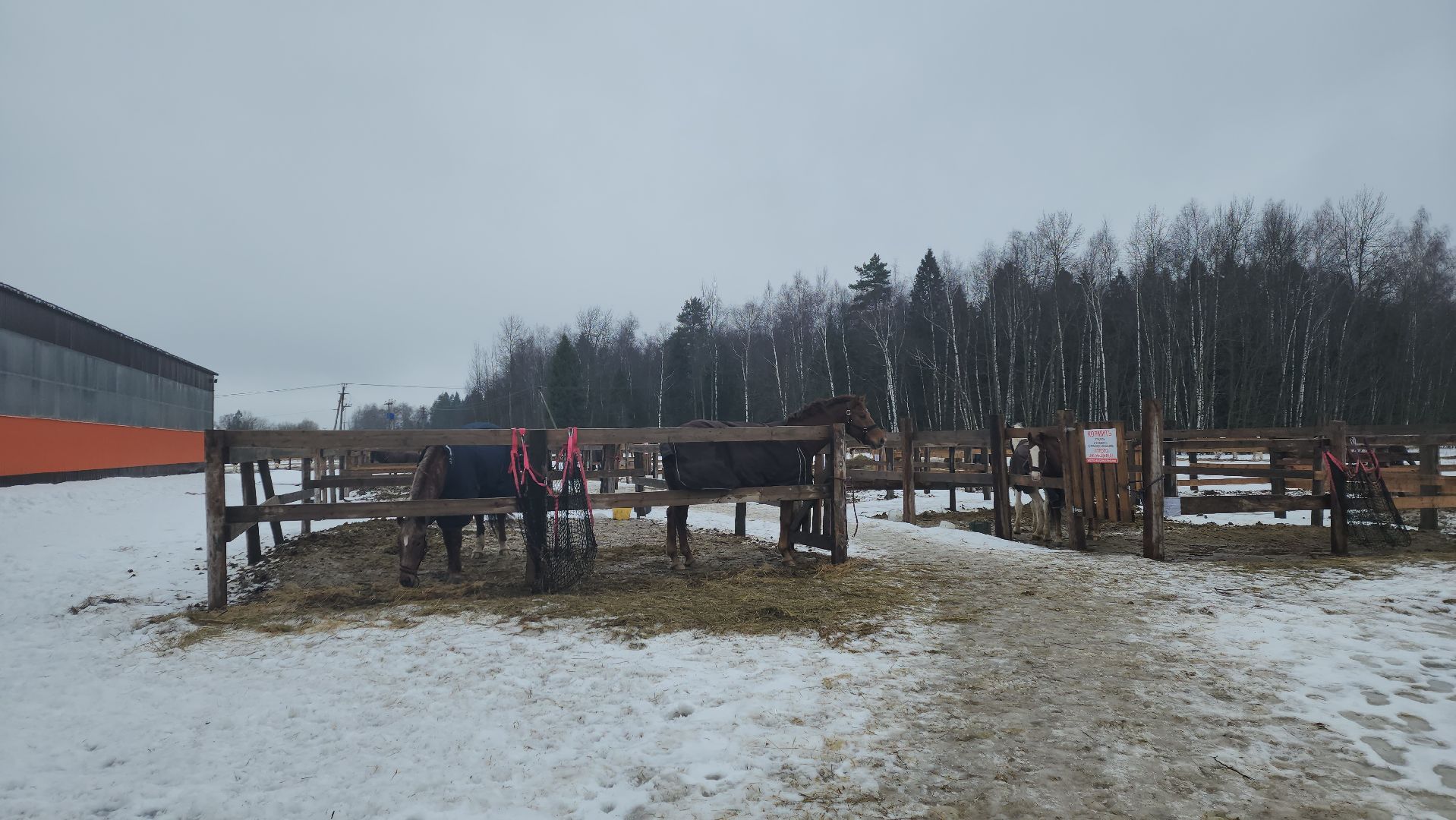 пушкинский, конный клуб, лошадь, спасение животных, спасение жизни, волонтерская помощь,