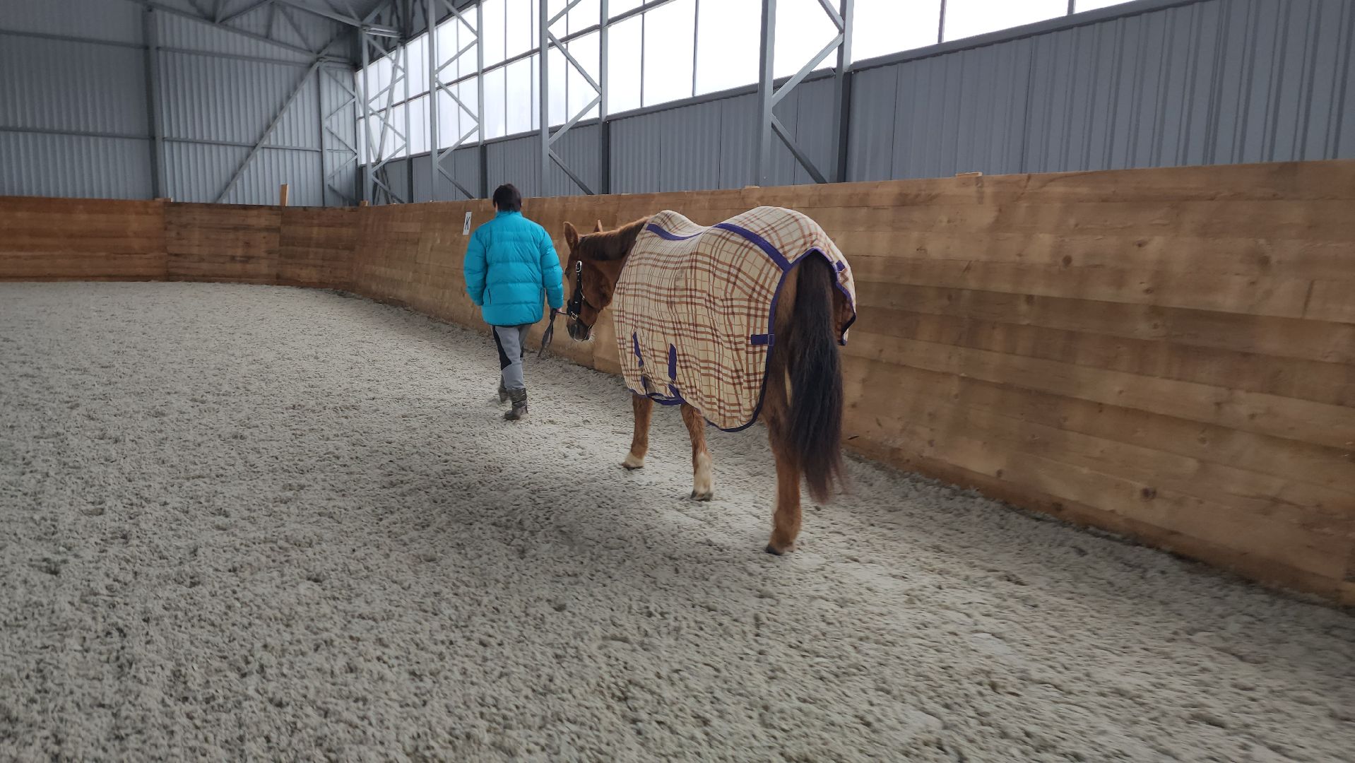 пушкинский, конный клуб, лошадь, спасение животных, спасение жизни, волонтерская помощь,