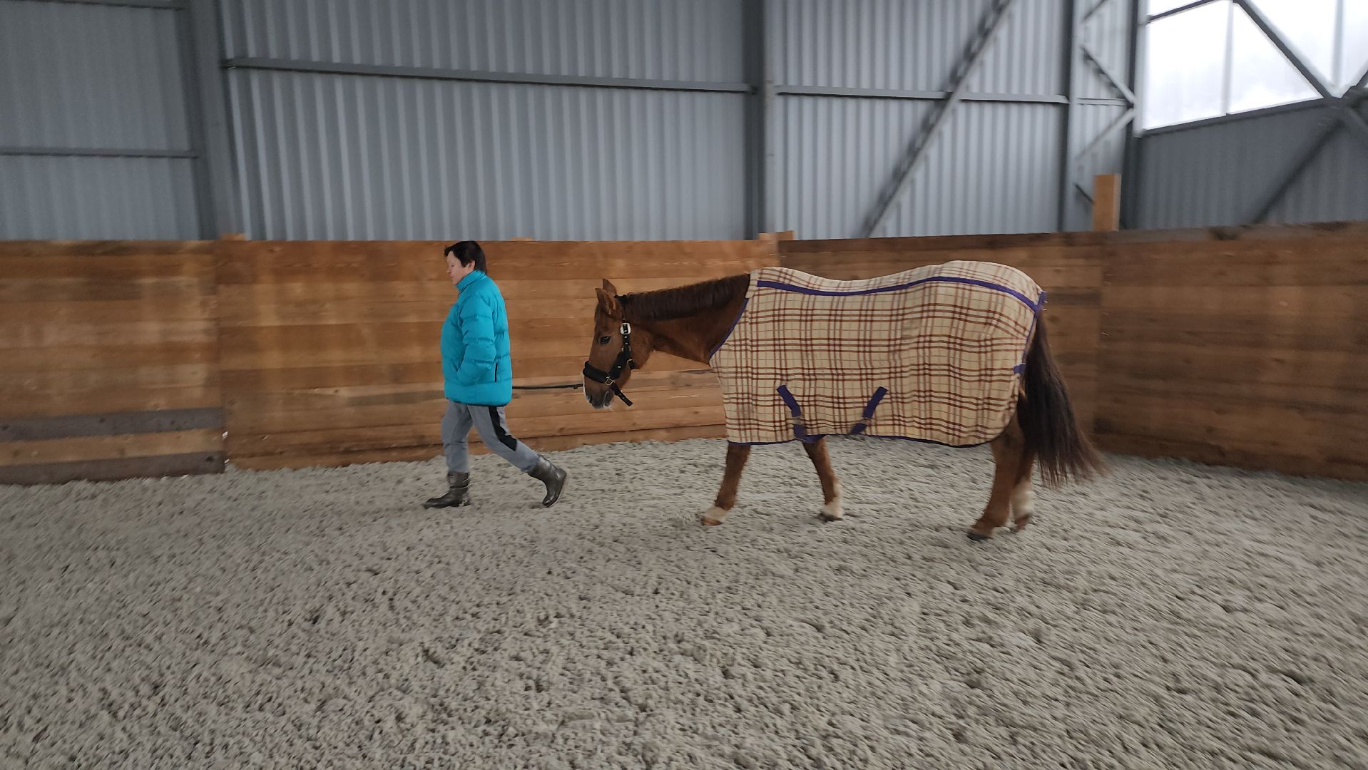 пушкинский, конный клуб, лошадь, спасение животных, спасение жизни, волонтерская помощь,