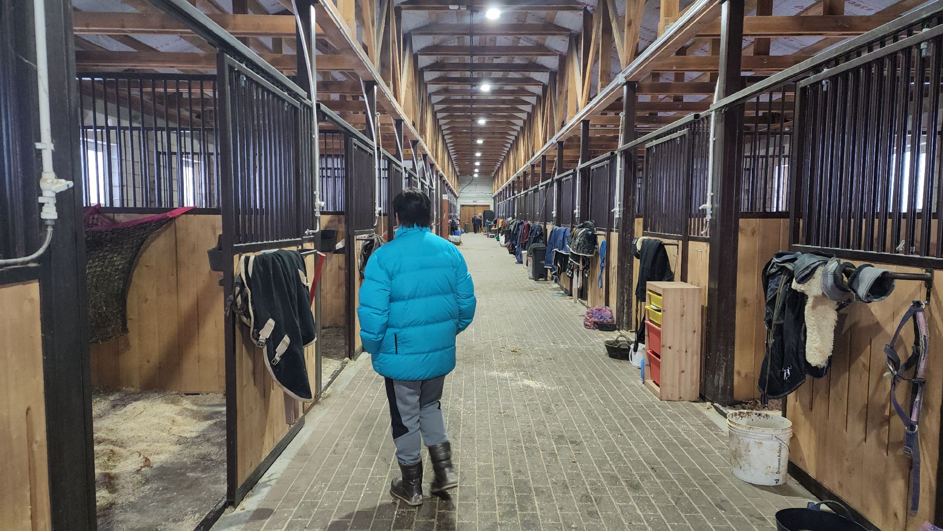 пушкинский, конный клуб, лошадь, спасение животных, спасение жизни, волонтерская помощь,