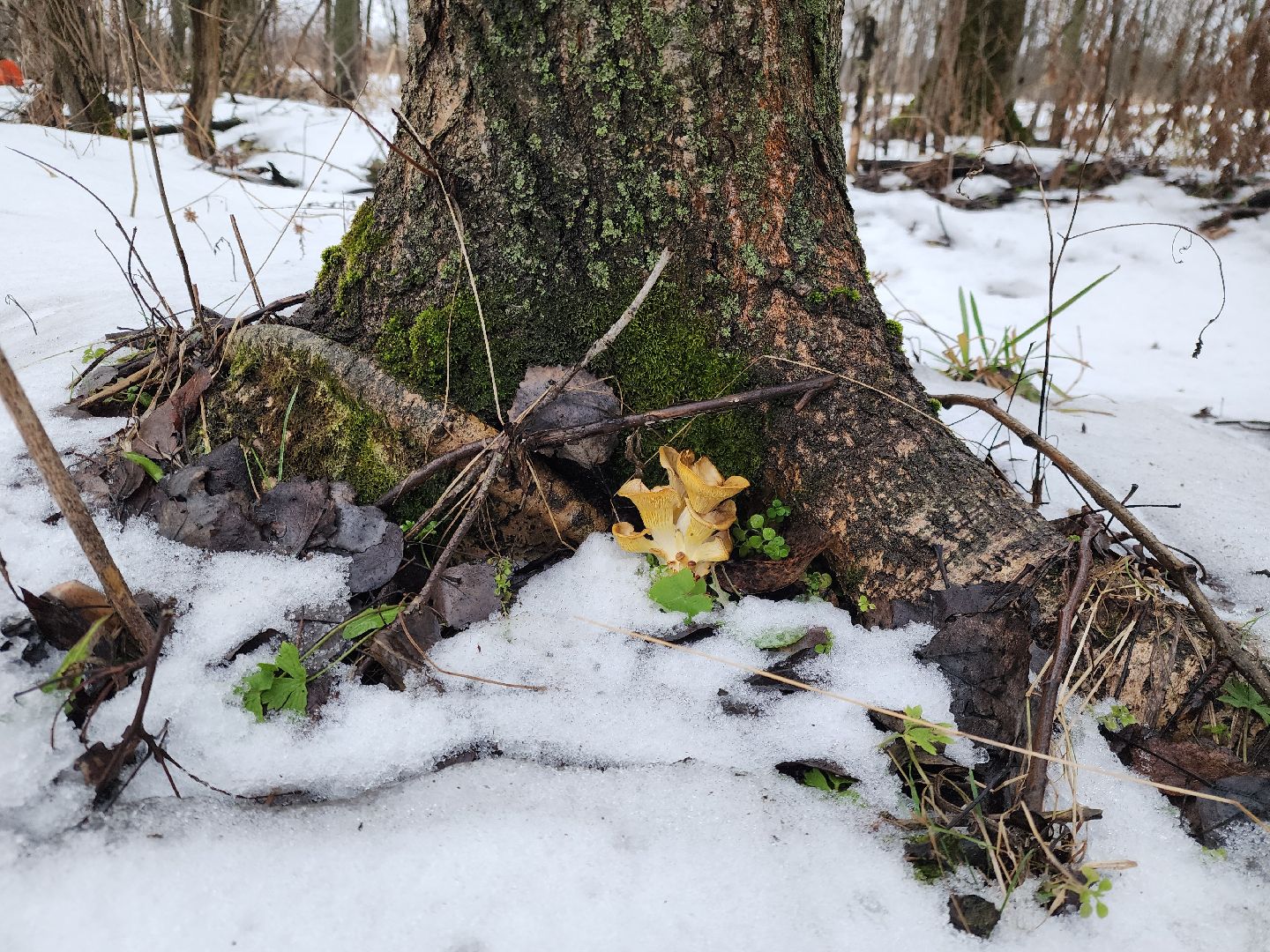 ногинск, жители, грибы, зима, природа, вертикалки,