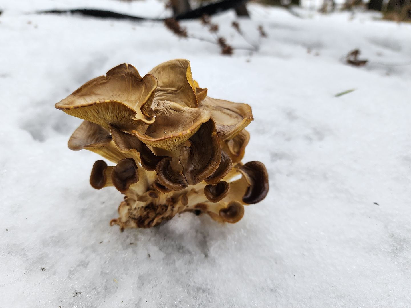 ногинск, жители, грибы, зима, природа, вертикалки,