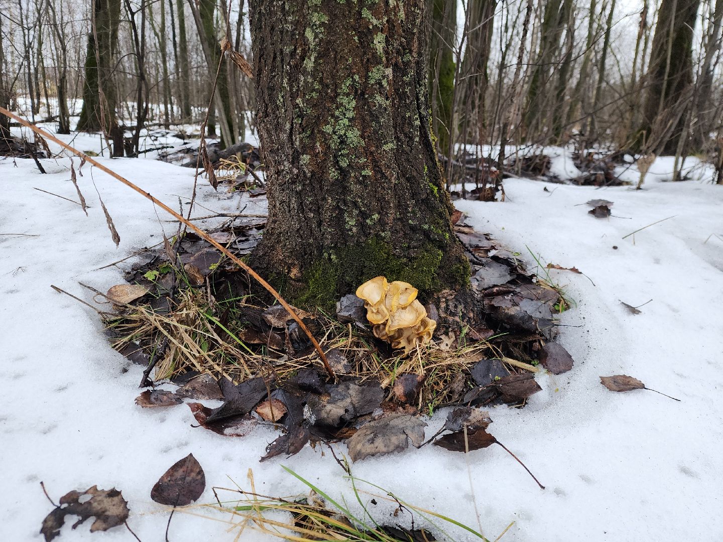 ногинск, жители, грибы, зима, природа, вертикалки,