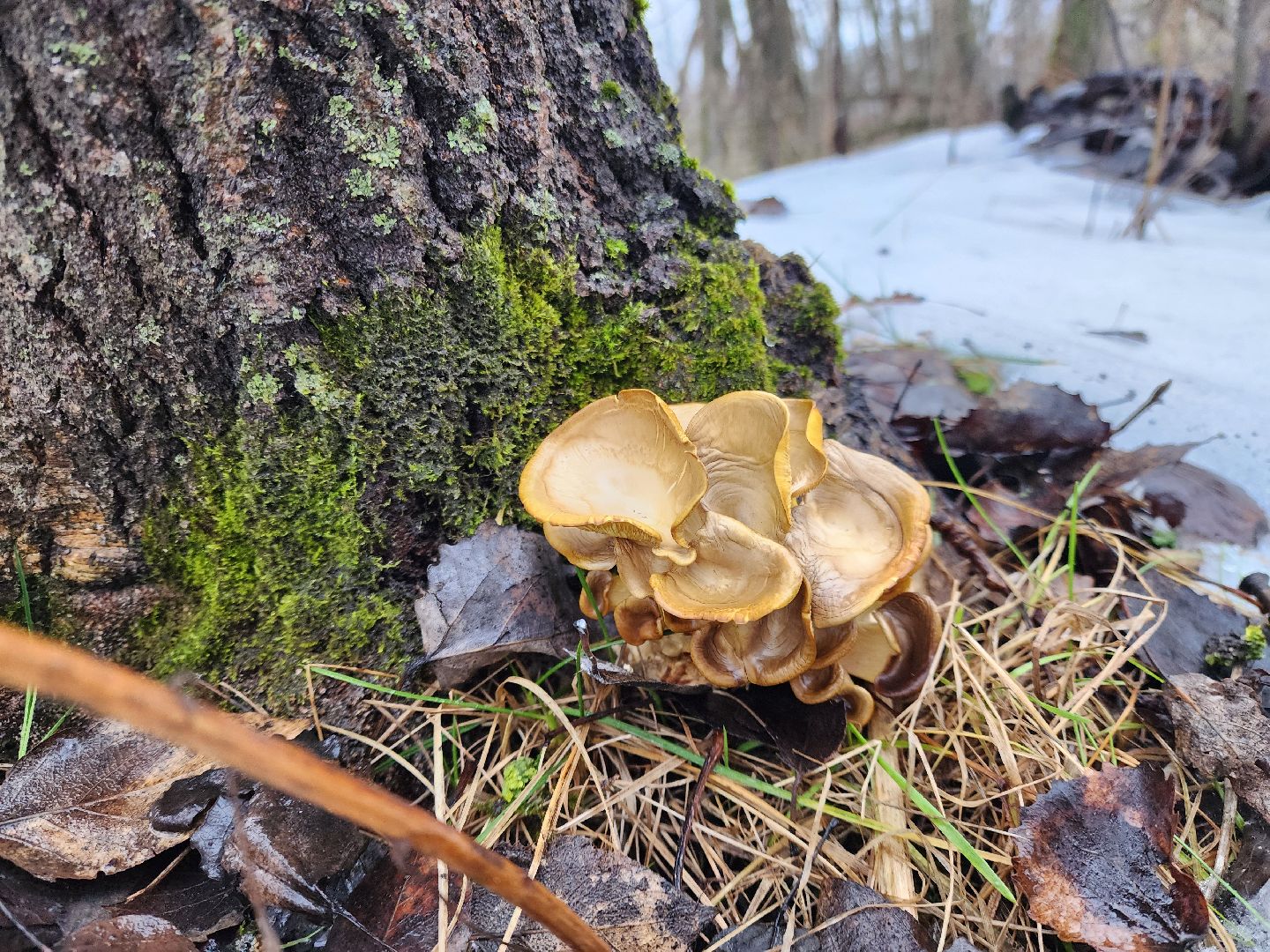 ногинск, жители, грибы, зима, природа, вертикалки,