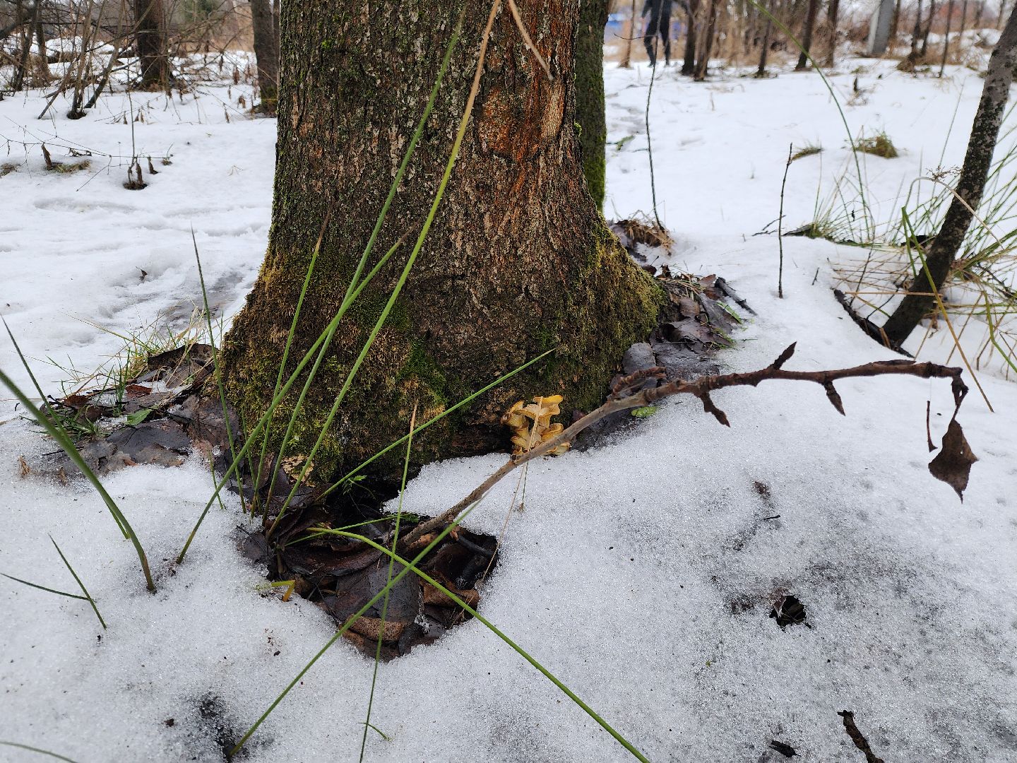 ногинск, жители, грибы, зима, природа, вертикалки,