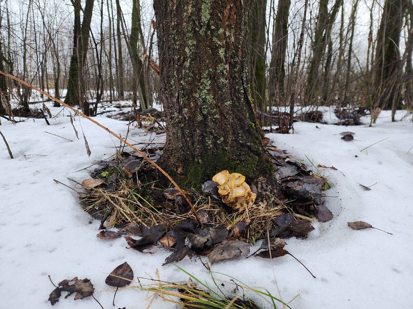 ногинск, жители, грибы, зима, природа, вертикалки,