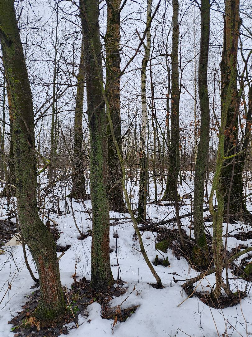 ногинск, жители, грибы, зима, природа, вертикалки,