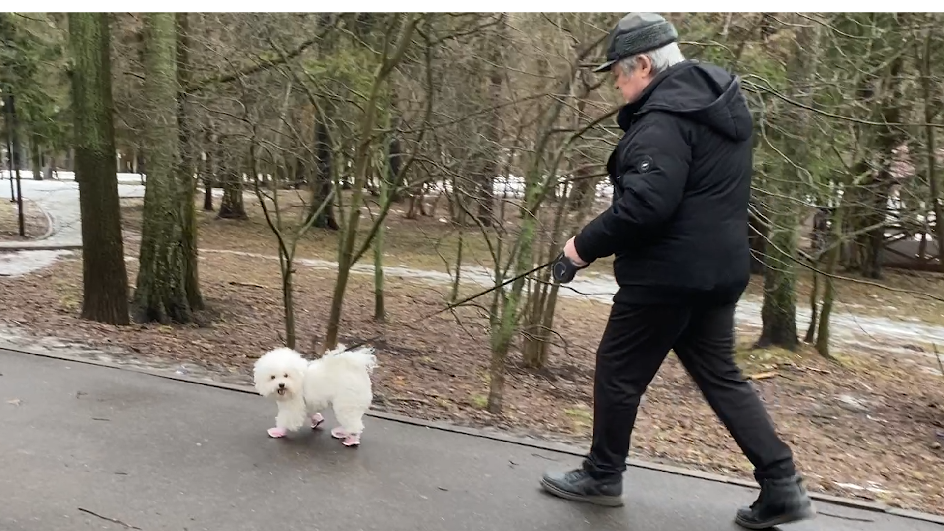 бишон фризе, уход за животными, зима во Власихе, реагенты на дороге, обувь для собак,