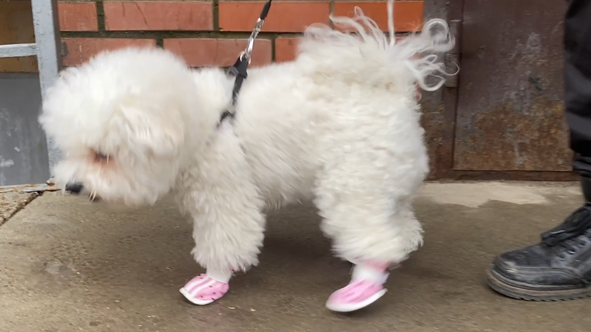 бишон фризе, уход за животными, зима во Власихе, реагенты на дороге, обувь для собак,