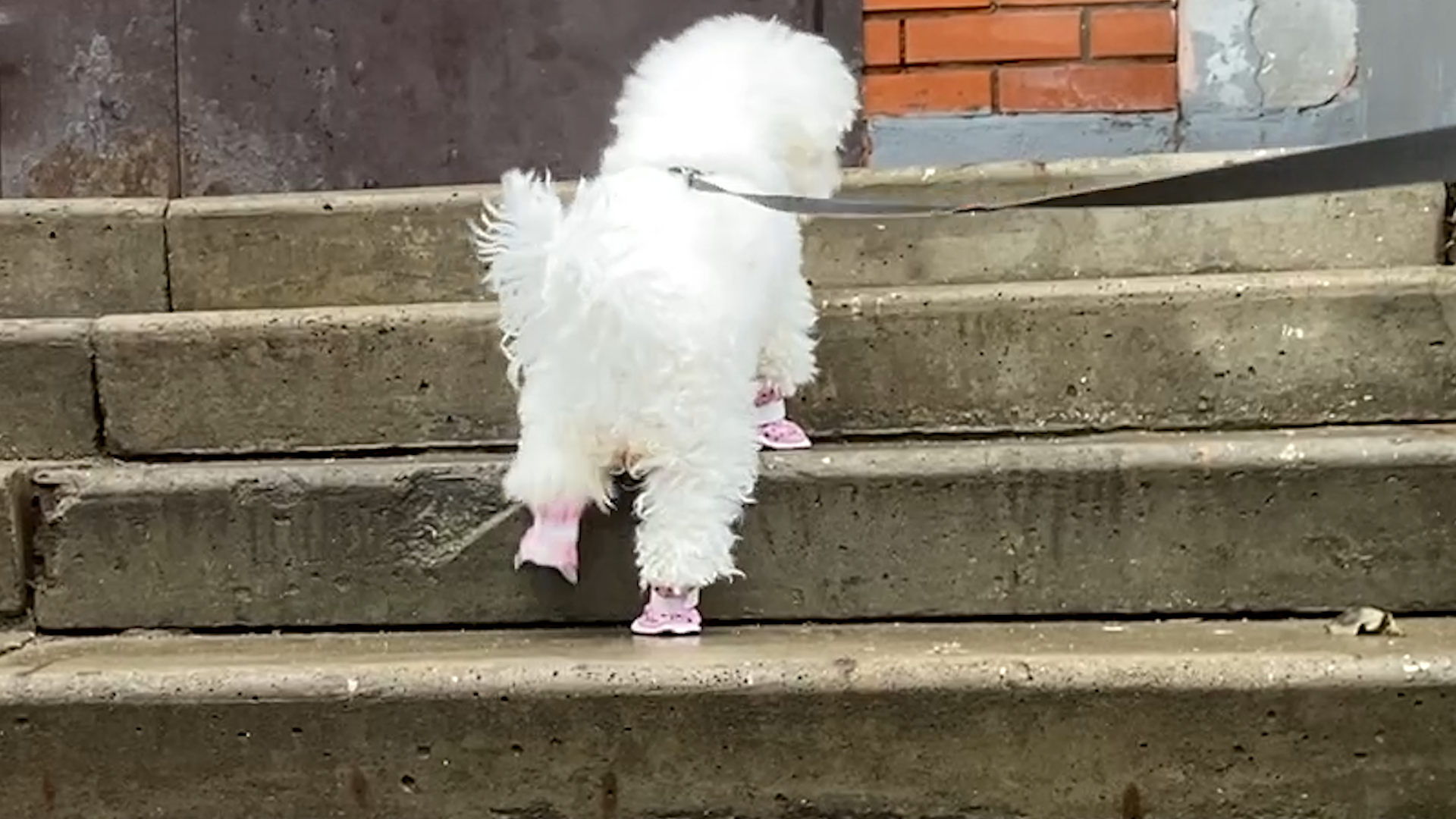 бишон фризе, уход за животными, зима во Власихе, реагенты на дороге, обувь для собак,