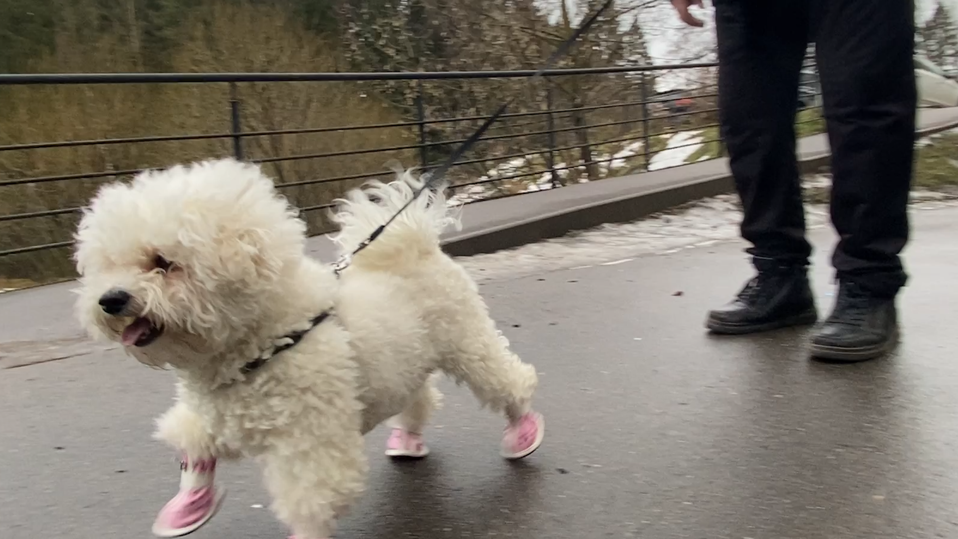 бишон фризе, уход за животными, зима во Власихе, реагенты на дороге, обувь для собак,