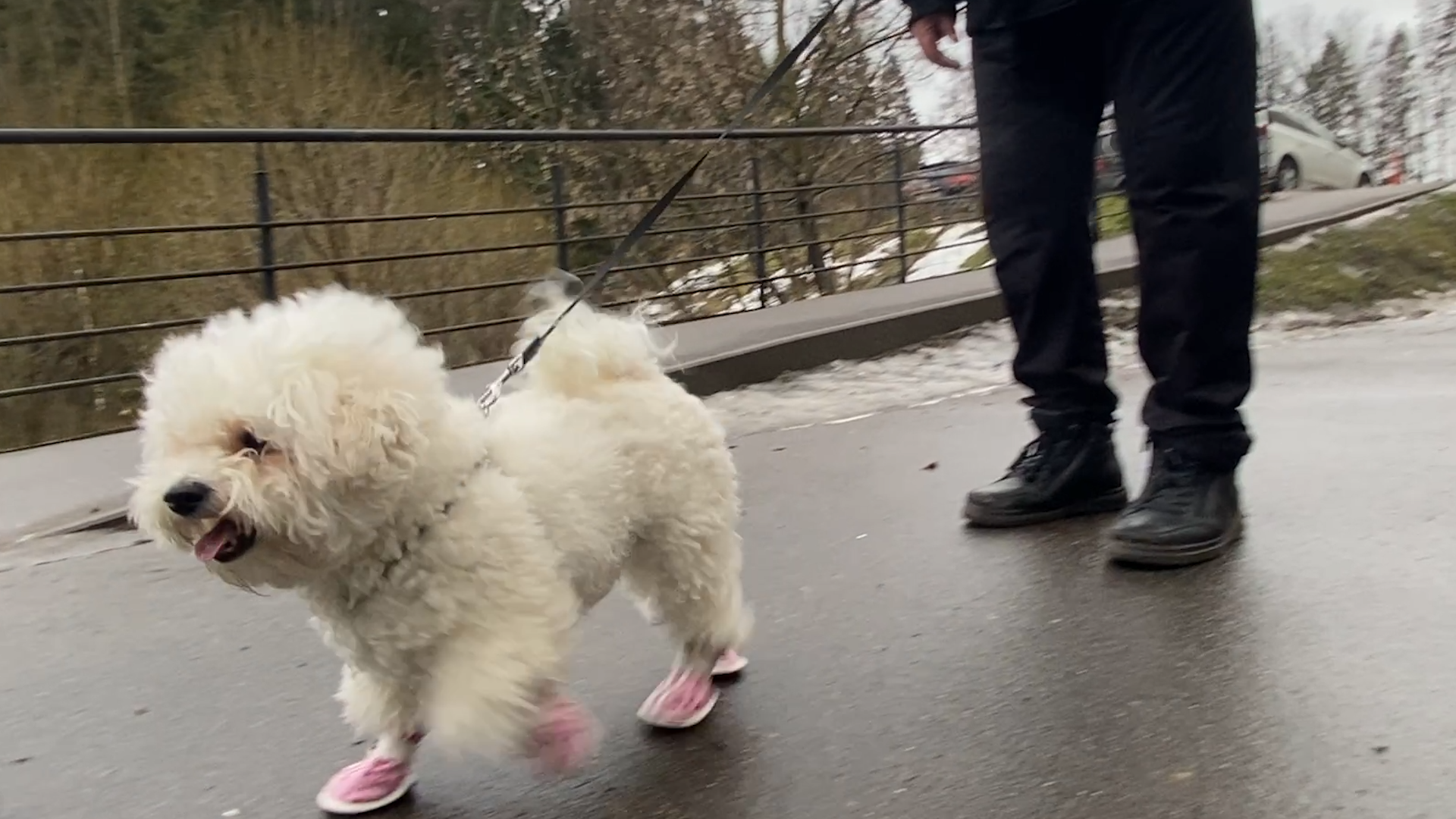 бишон фризе, уход за животными, зима во Власихе, реагенты на дороге, обувь для собак,