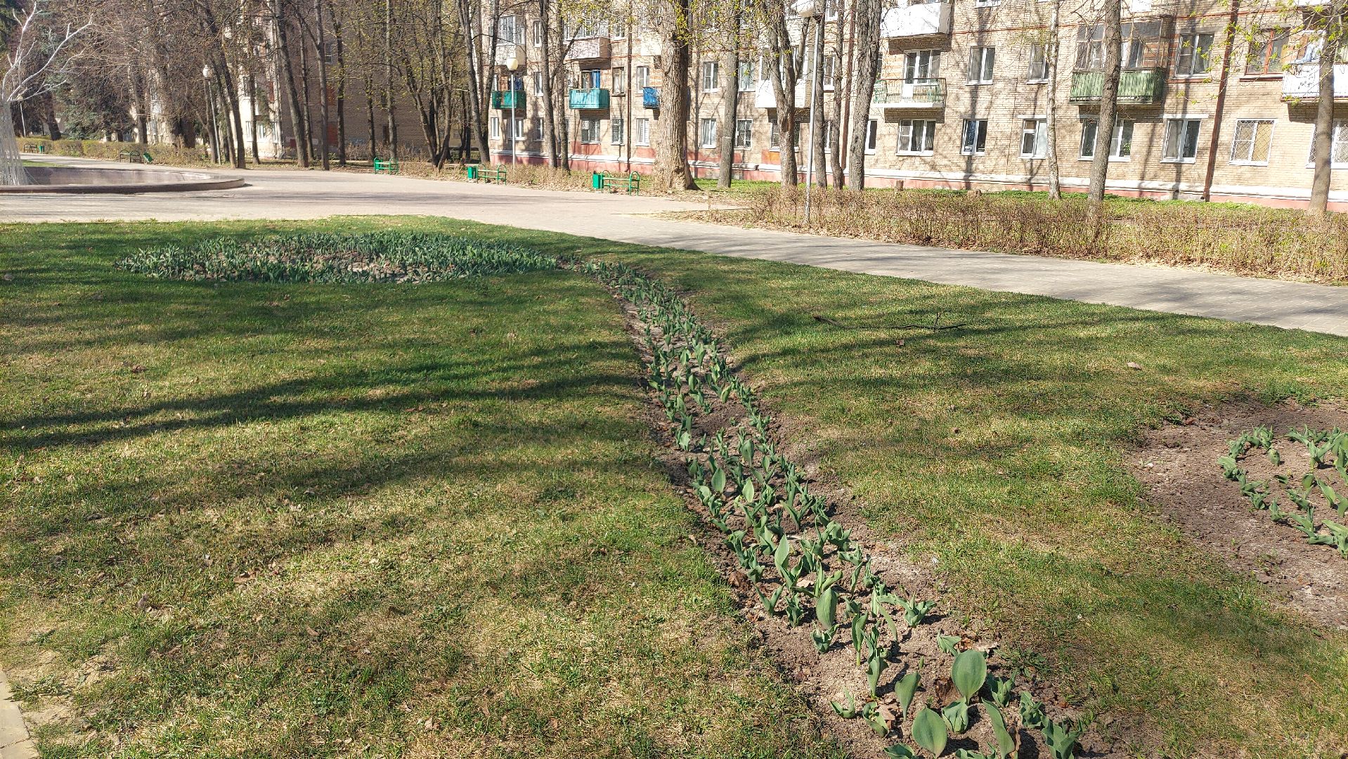 благоустройство, город, цветы