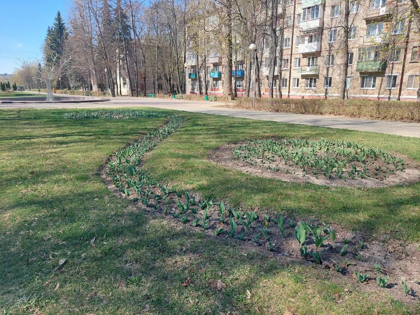 благоустройство, город, цветы