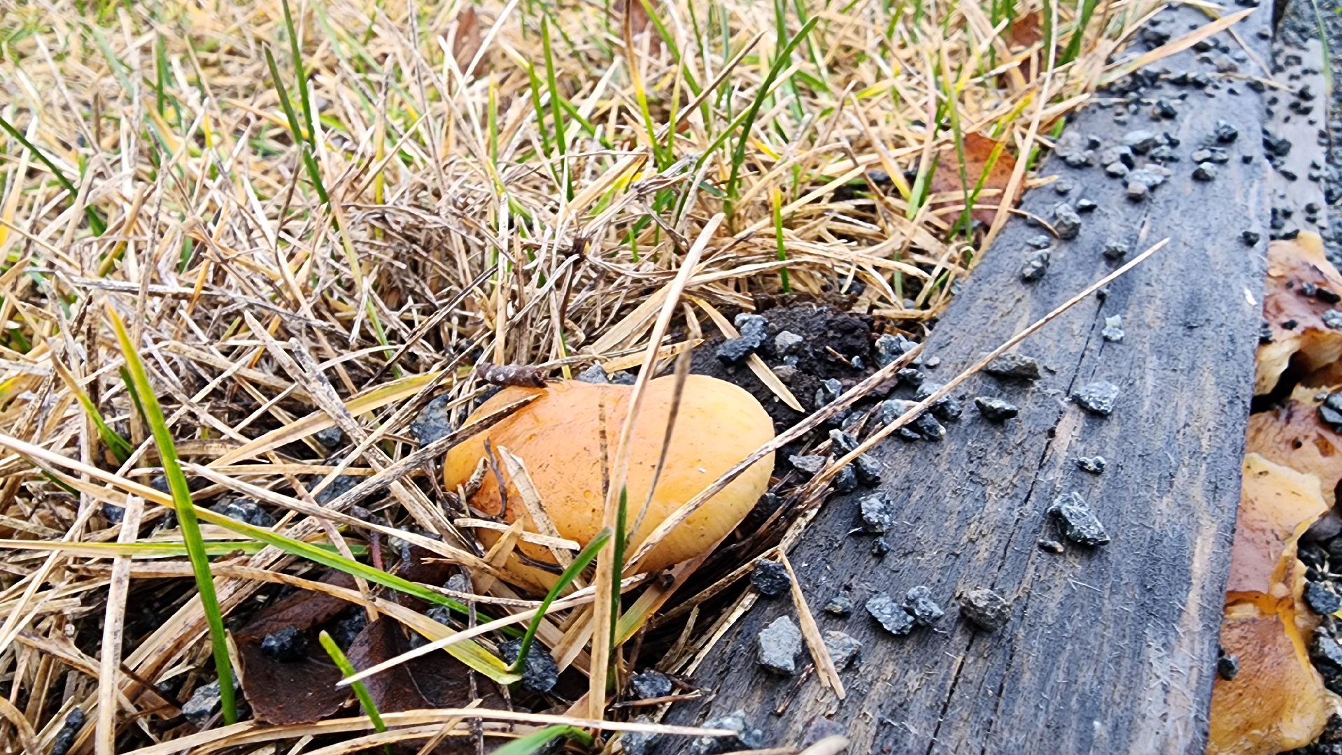 Бронницы, Парк Бронницкий Луг, Мероприятие в парке Бронницкий Луг, вертикалки, Дети,