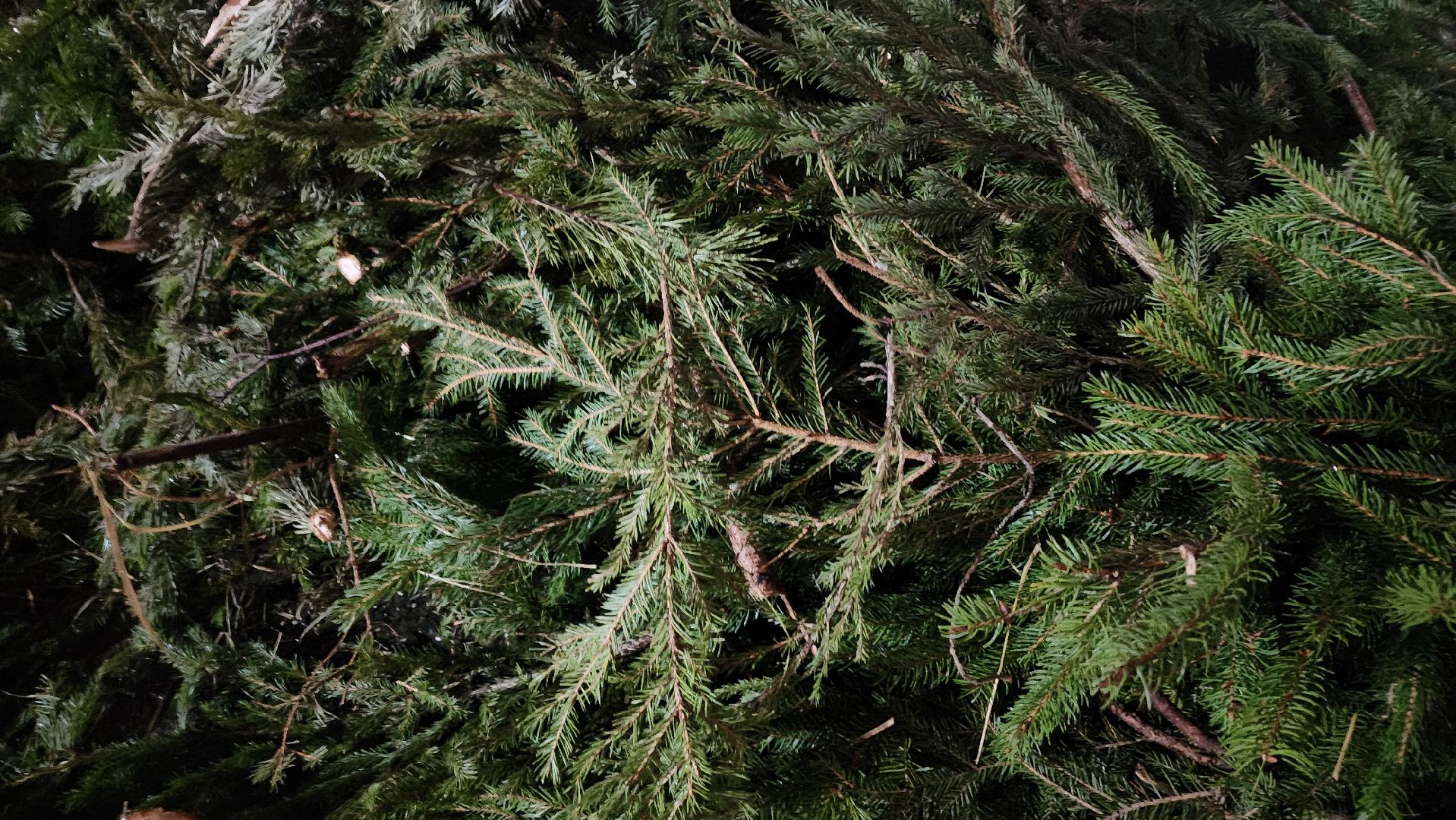 реутов, вертикалки, купель, крещение, крещение господне, троицкий храм, верующие,