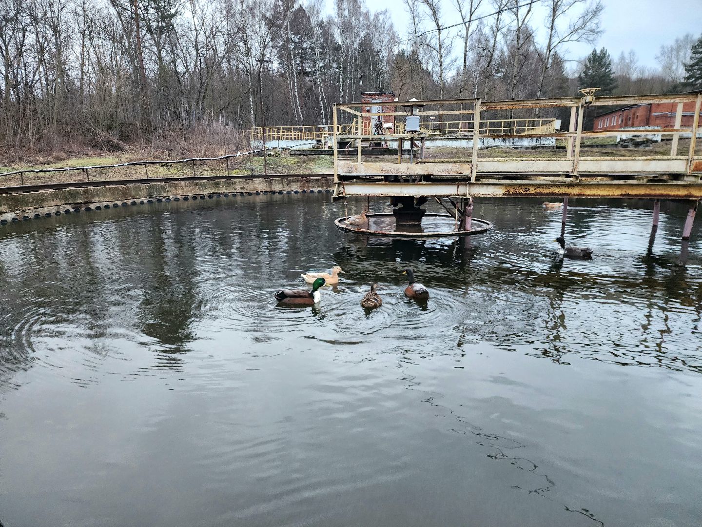 пущино, серпухов, экология, животные, вертикалки,