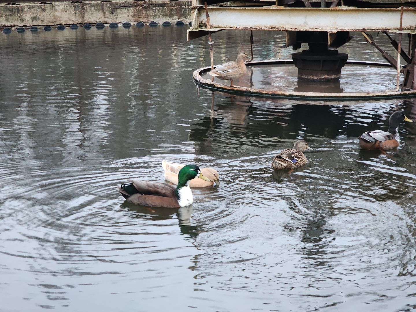 пущино, серпухов, экология, животные, вертикалки,