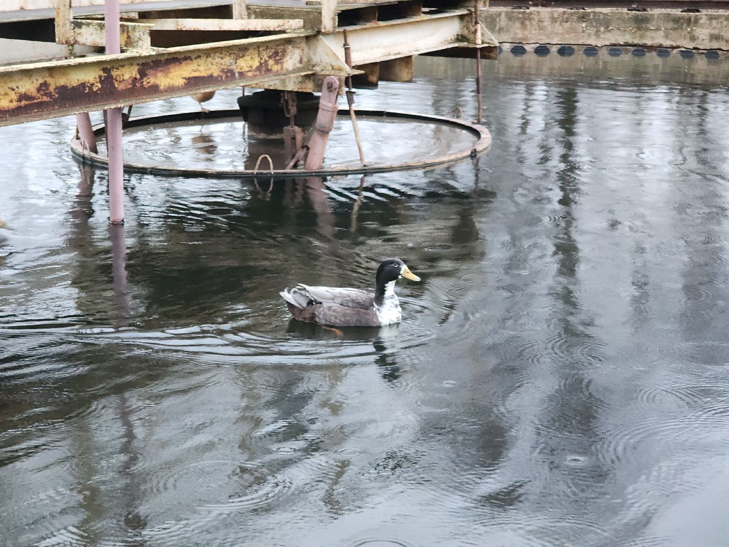 пущино, серпухов, экология, животные, вертикалки,