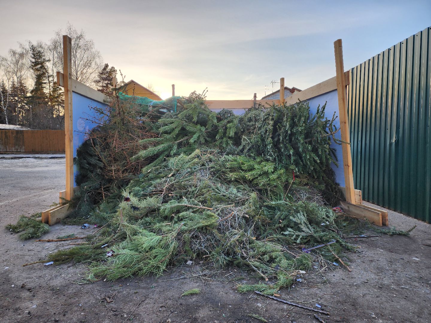 раменское, экология, акция по сбору новогодних елей, вертикалки,