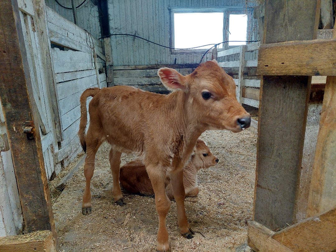 Воскресенск, общество
