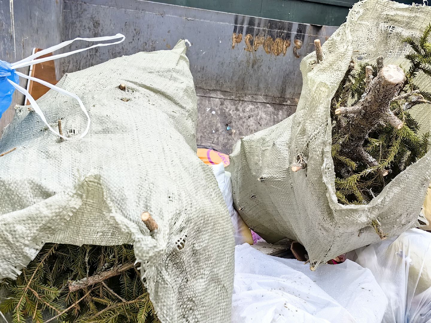 ели, хвойные, переработка, пункт приема, акция, экология, вертикалки,