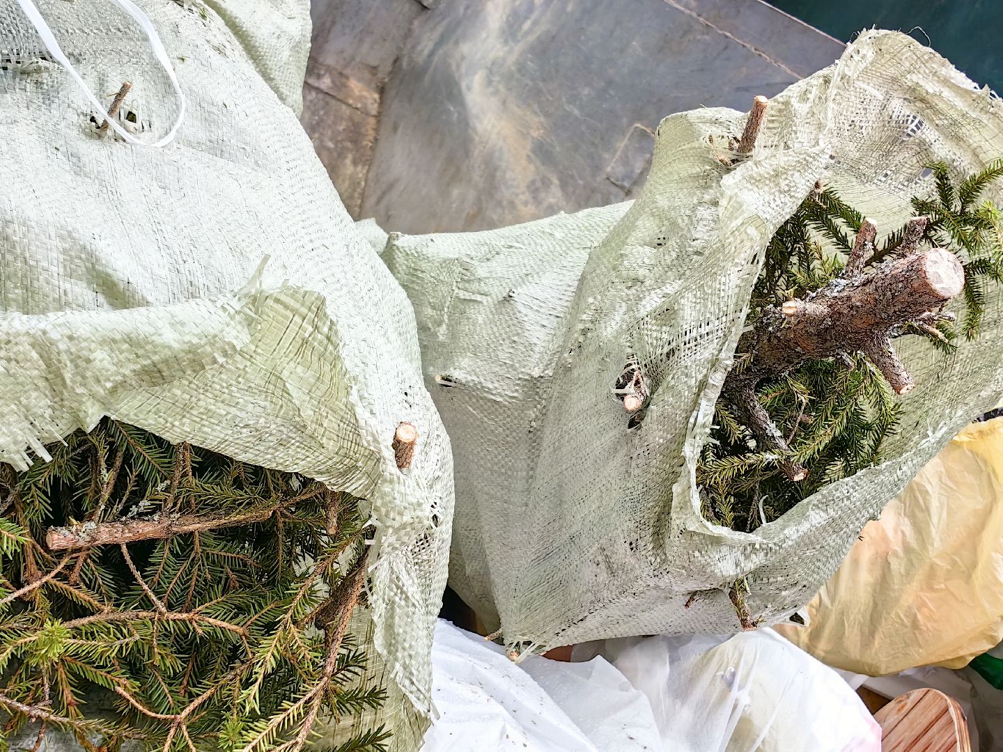 ели, хвойные, переработка, пункт приема, акция, экология, вертикалки,