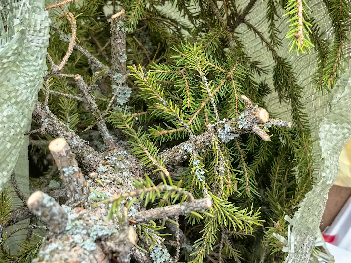 ели, хвойные, переработка, пункт приема, акция, экология, вертикалки,