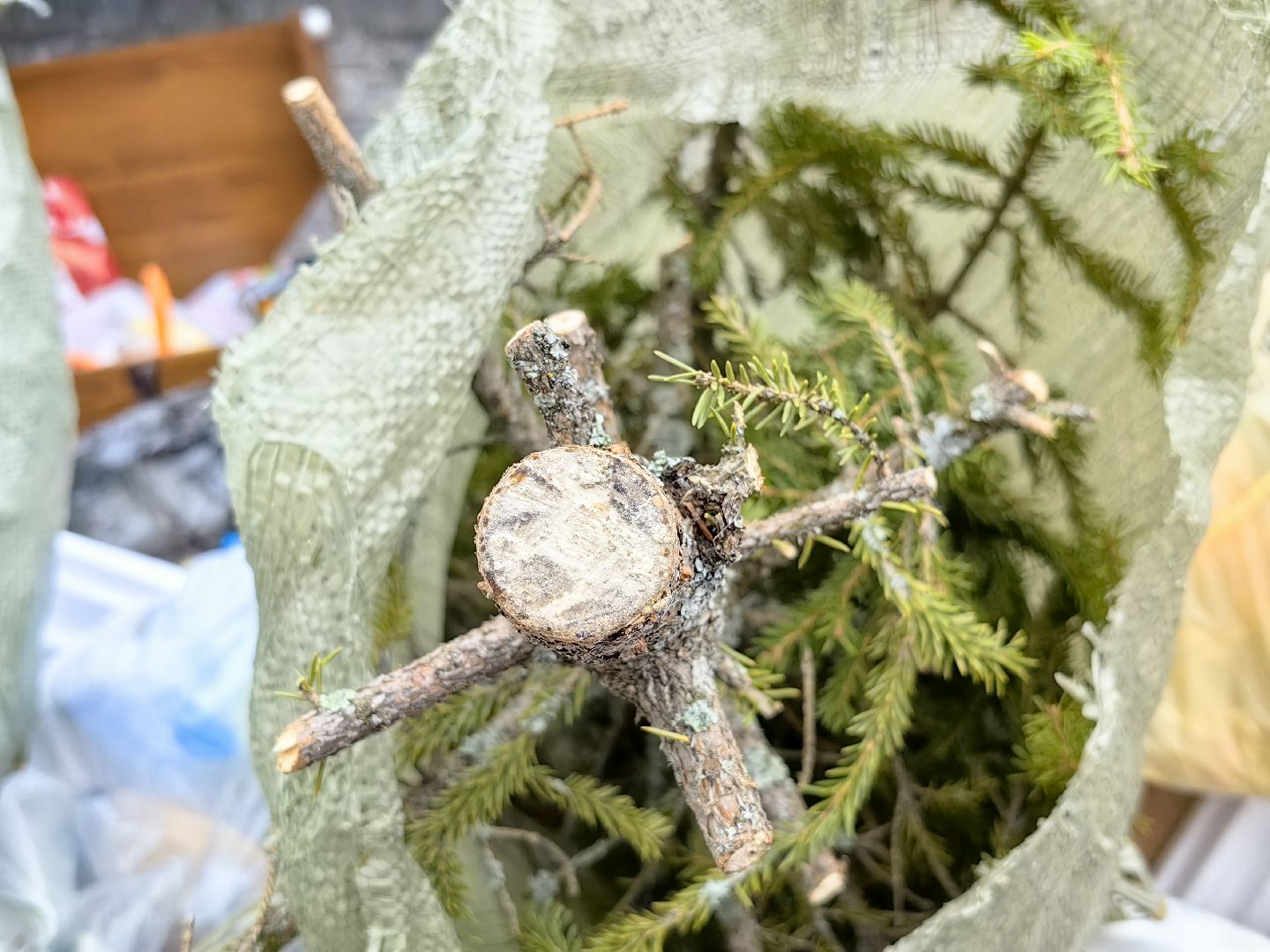 ели, хвойные, переработка, пункт приема, акция, экология, вертикалки,