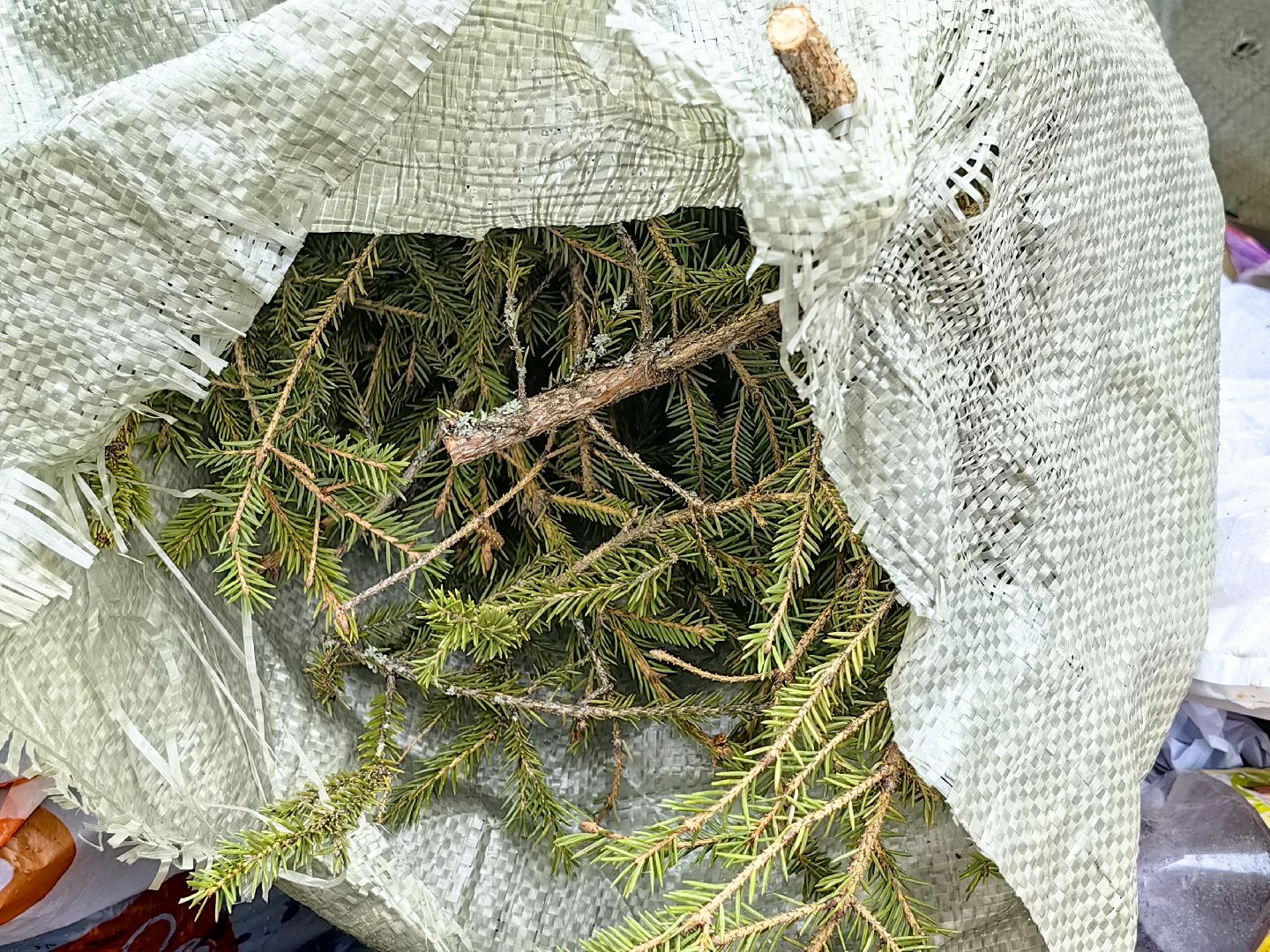 ели, хвойные, переработка, пункт приема, акция, экология, вертикалки,