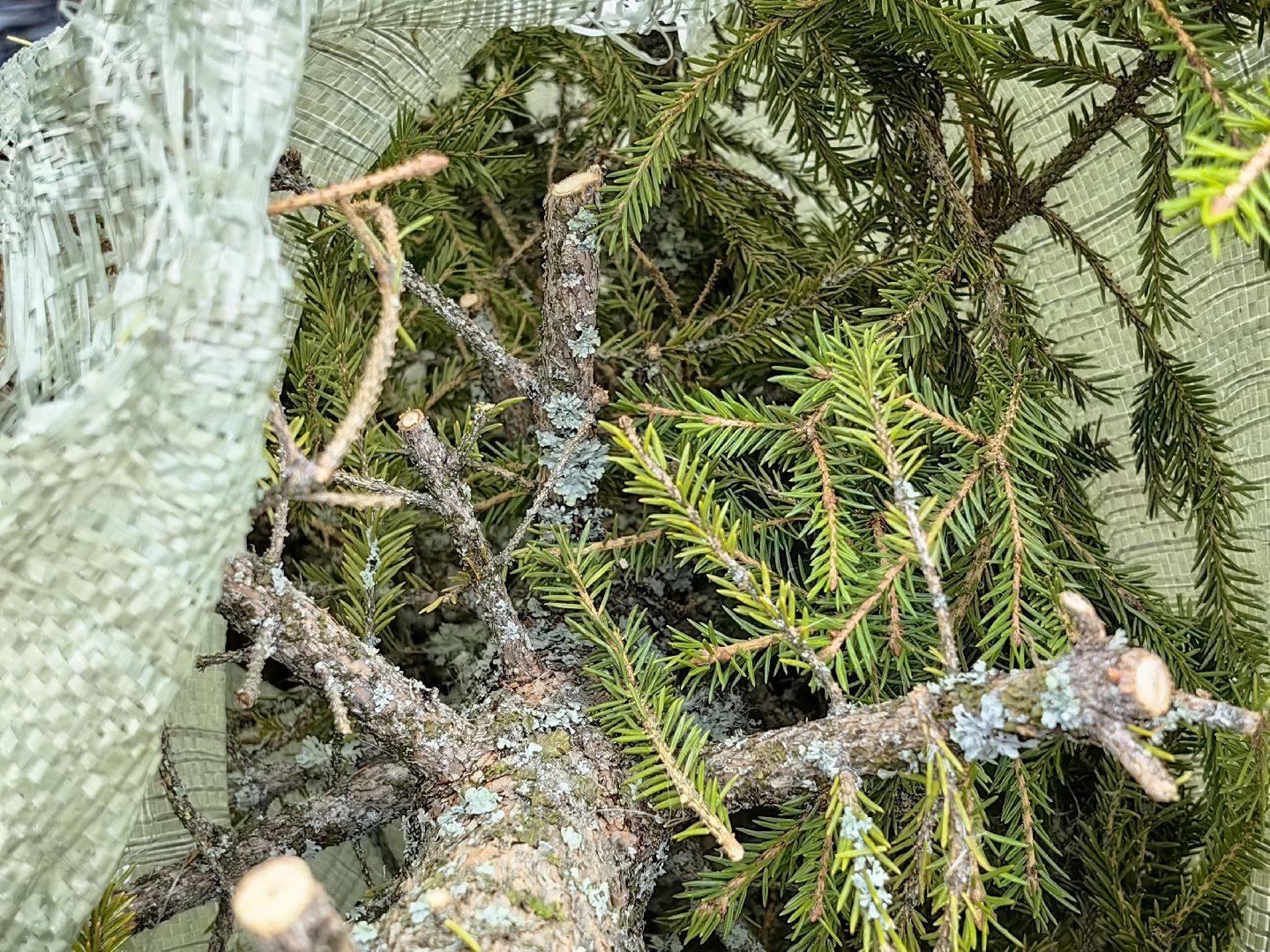 ели, хвойные, переработка, пункт приема, акция, экология, вертикалки,