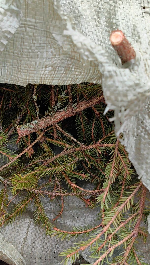 ели, хвойные, переработка, пункт приема, акция, экология, вертикалки,