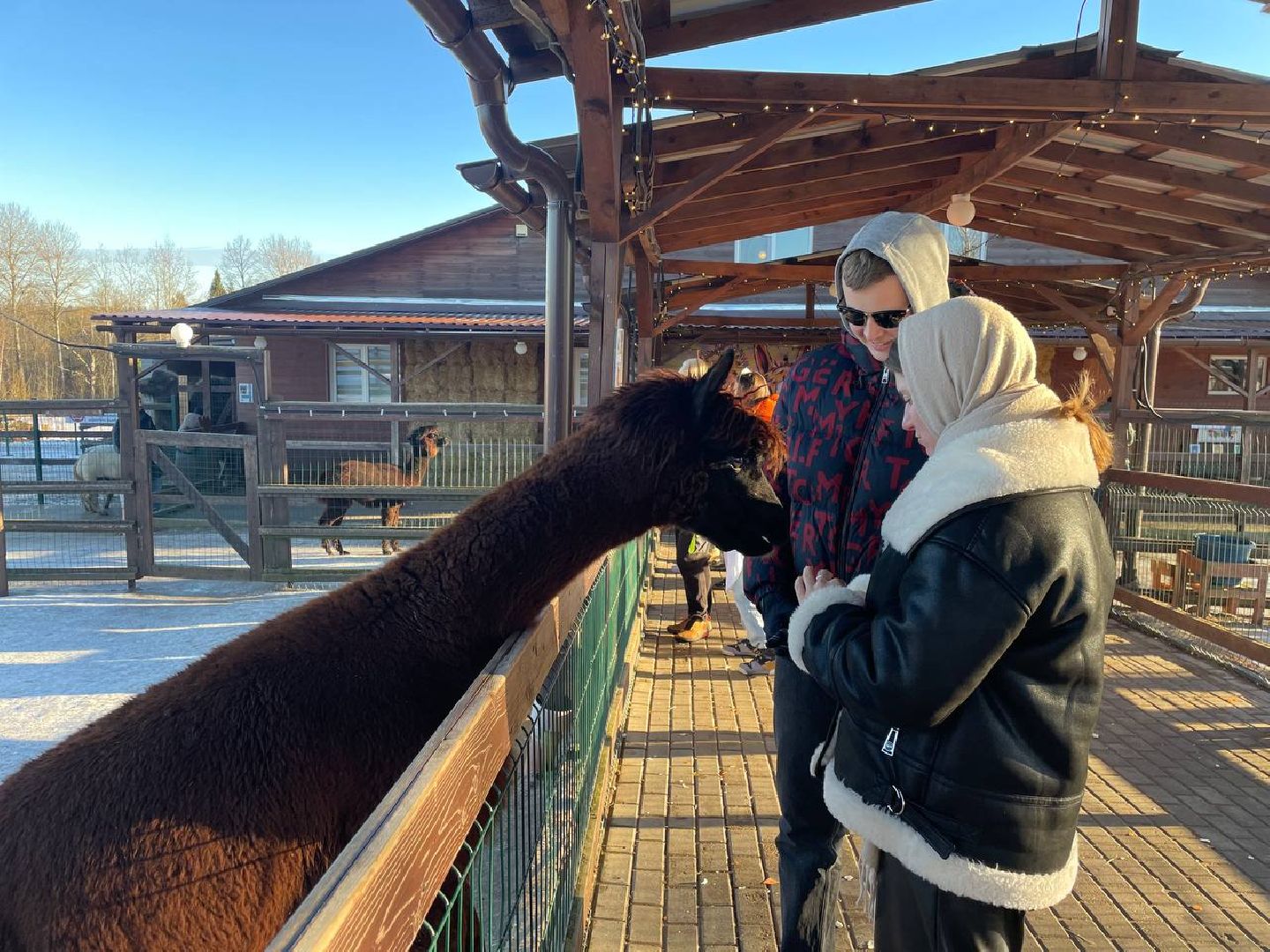Дмитров, Ферма Российские альпаки, Походкино, вертикалки,