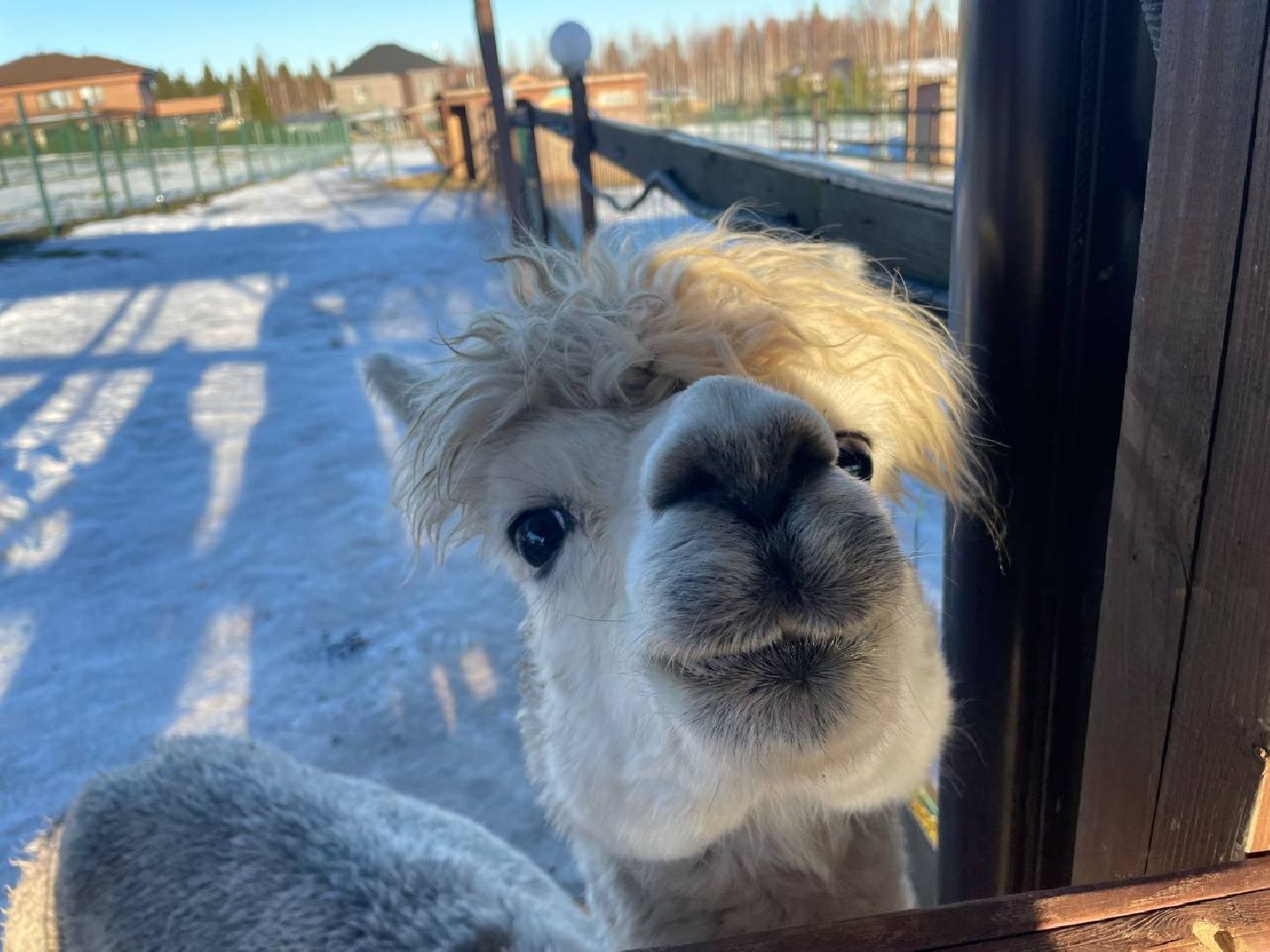 Дмитров, Ферма Российские альпаки, Походкино, вертикалки,