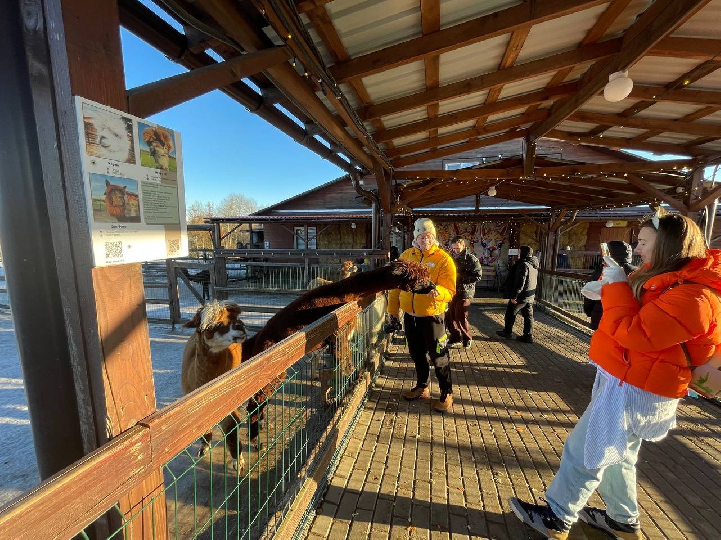 Дмитров, Ферма Российские альпаки, Походкино, вертикалки,