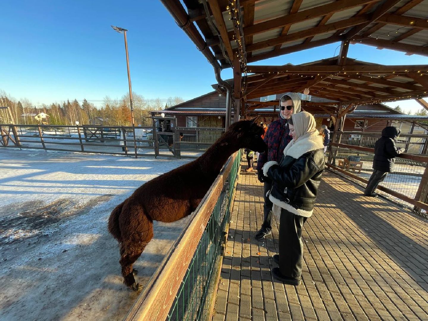 Дмитров, Ферма Российские альпаки, Походкино, вертикалки,