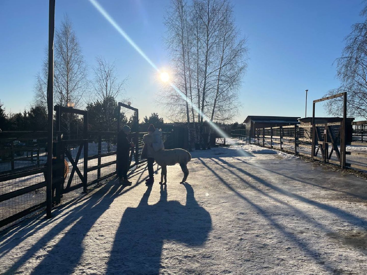 Дмитров, Ферма Российские альпаки, Походкино, вертикалки,