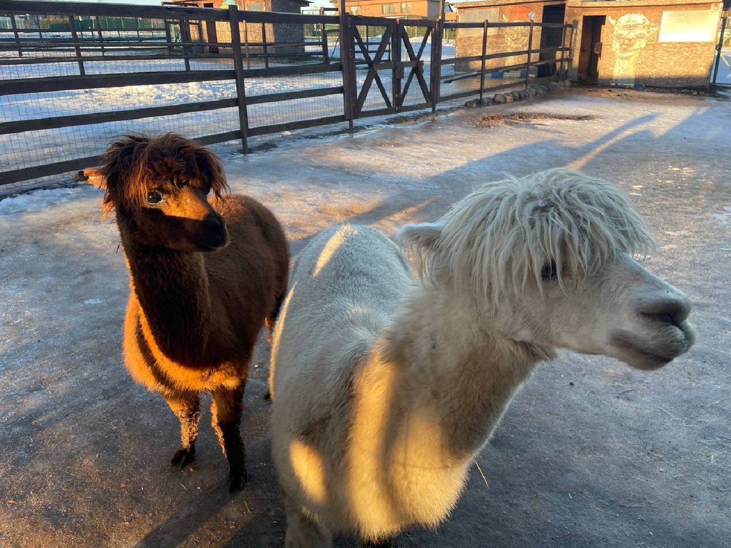 Дмитров, Ферма Российские альпаки, Походкино, вертикалки,