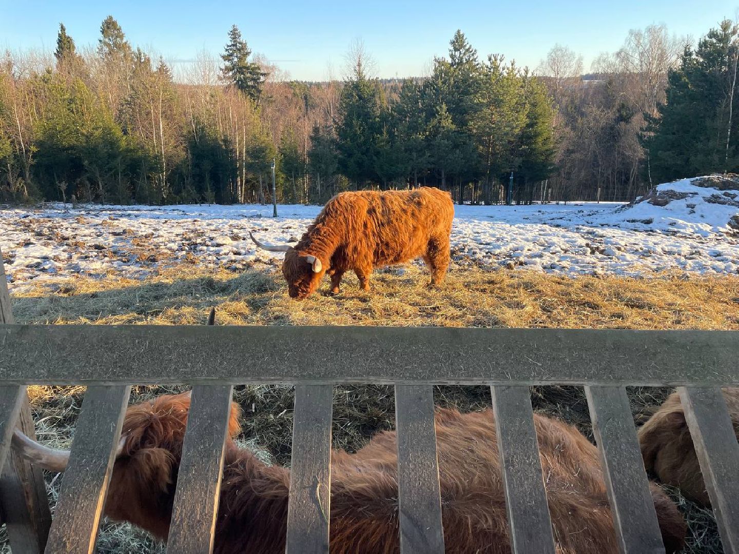 Дмитров, Ферма Российские альпаки, Походкино, вертикалки,